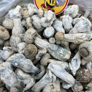 Albino Penis Envy Magic Mushrooms