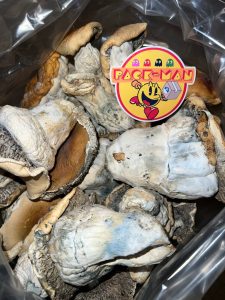 Hillbilly Cubensis Magic Mushroom
